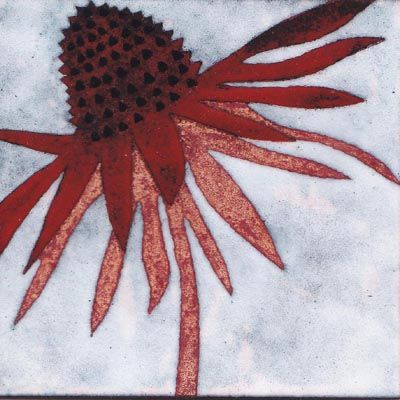 Echinacea (B10)