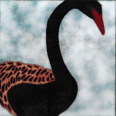 Black Swan (B29)