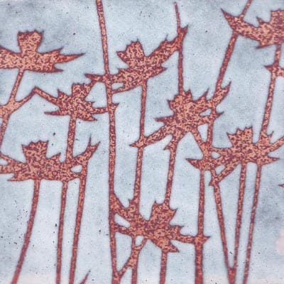 Daisies (C120)