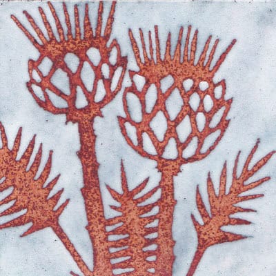 Thistles (C123)