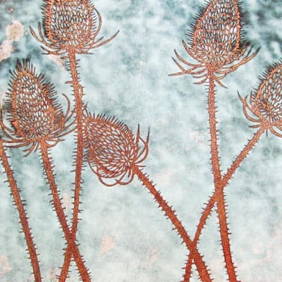 Teasels (C14)