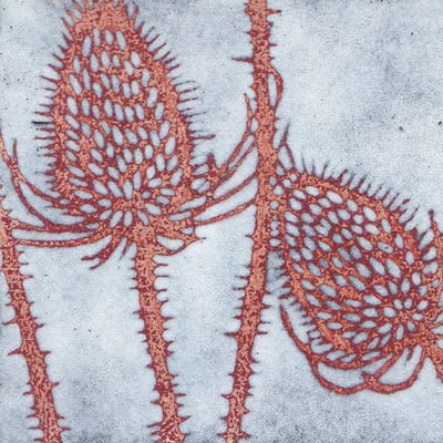Teasels (C15)