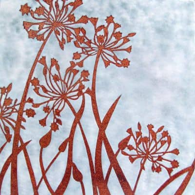 Agapanthus (C223)
