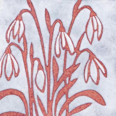 Snowdrops (C242)