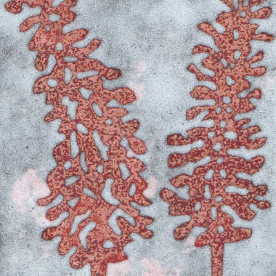 Buddleia (C46)