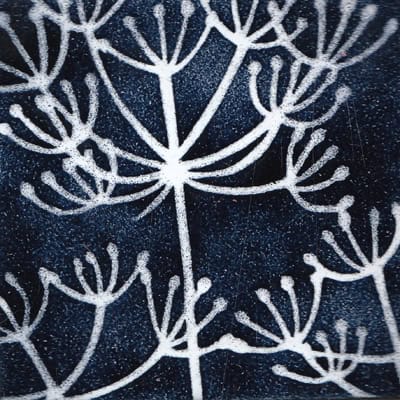 Cow Parsley (M4)